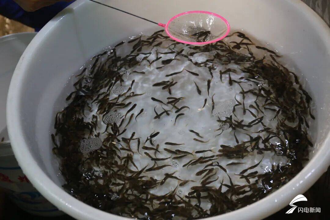 “游”出深海“跃”上餐桌！日照市东港区打造三文鱼全产业链 - 图2