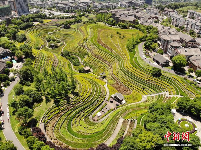 贵州大方：古彝梯田夏意浓 “大地指纹”美如画 - 图11
