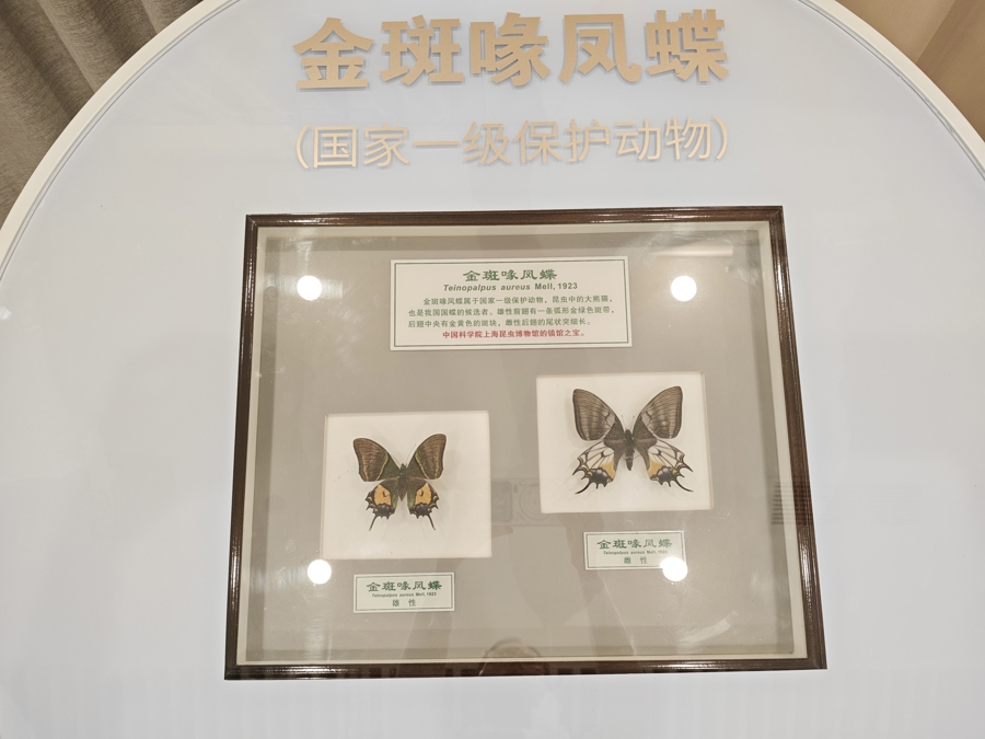 “嗨，我是蝴蝶”，上海儿童博物馆开馆三十周年特展揭幕 - 图2