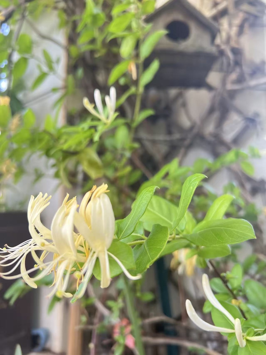 谈瀛洲：五月的金银花香 - 图1