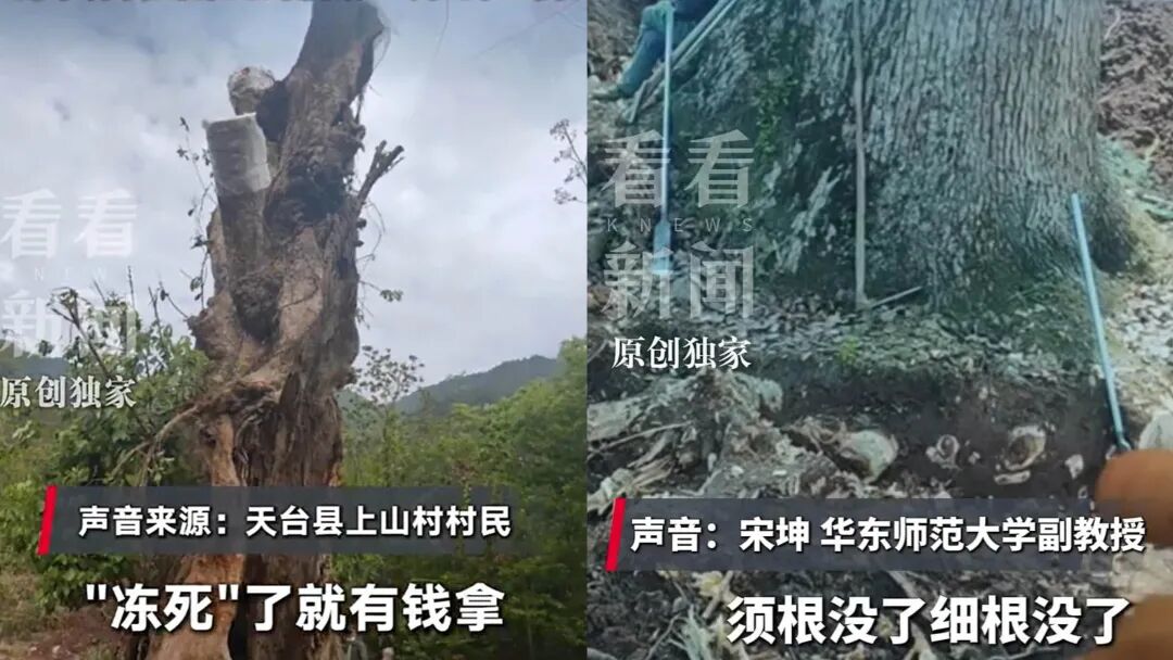 浙江600年古树为省重点工程让路后死亡，镇领导被曝用“60万补偿”诱导村干部签字谎称“冻死”：地方发展的代价，不该让古树用生命来承担 - 图4