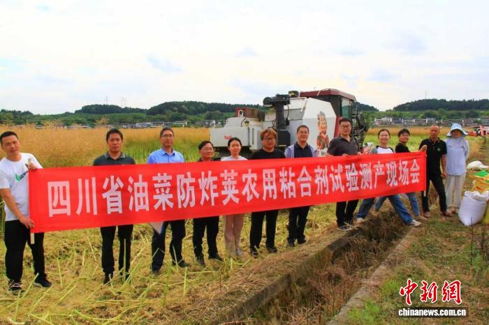 破解油菜炸荚难题 新型油菜防炸荚农用粘合剂在川测产成功 - 图1