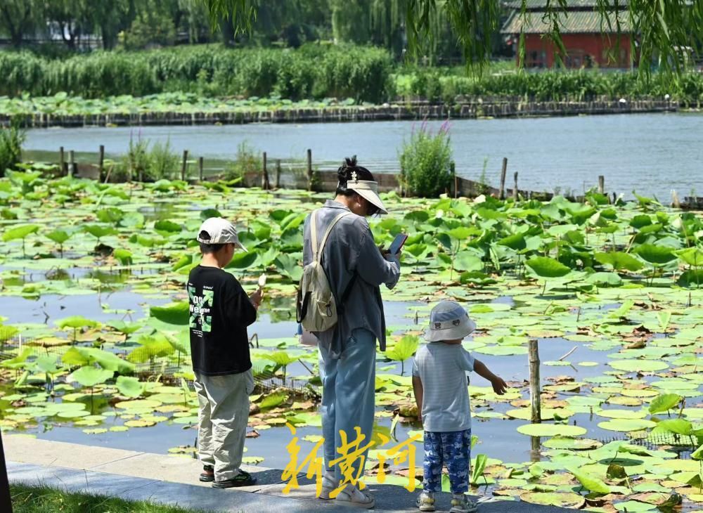 泉城连日高温 市民游客大明湖畔觅清凉 - 图4