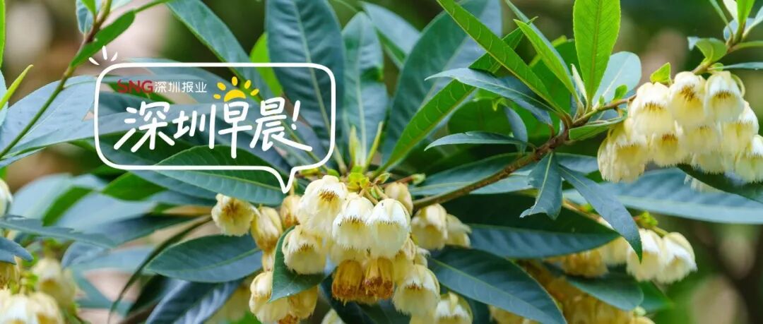 深圳早晨｜深圳最新通告：全市严格管控！ - 图1