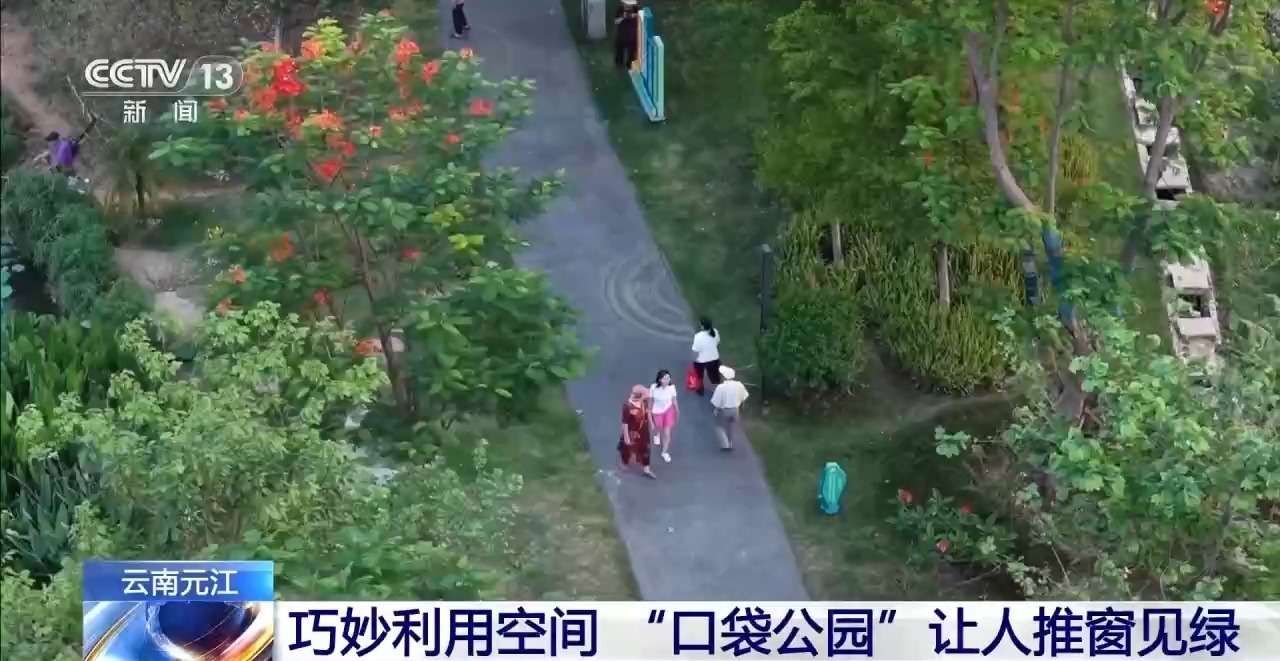 蓝花楹开、行道树挂果、推窗见绿 云南城市绿化氛围感拉满 - 图10