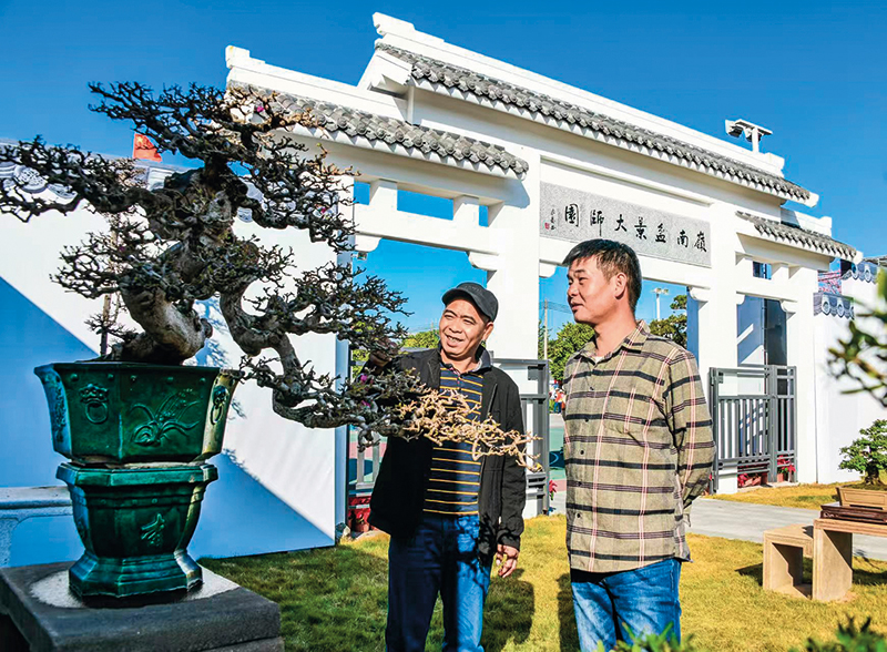 瞭望｜花都：“盆景之乡”集聚提升 - 图2