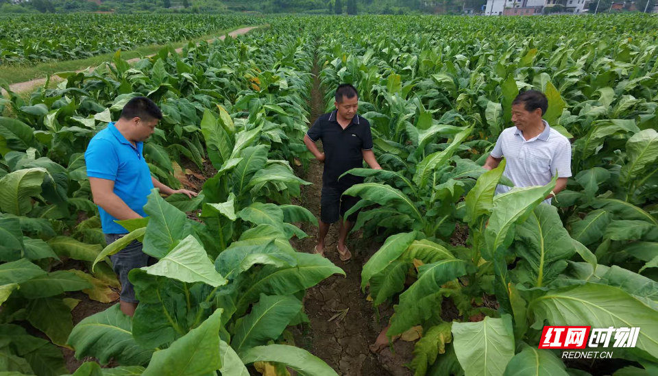 桂阳县龙潭街道烟叶生产丰收在望 - 图1