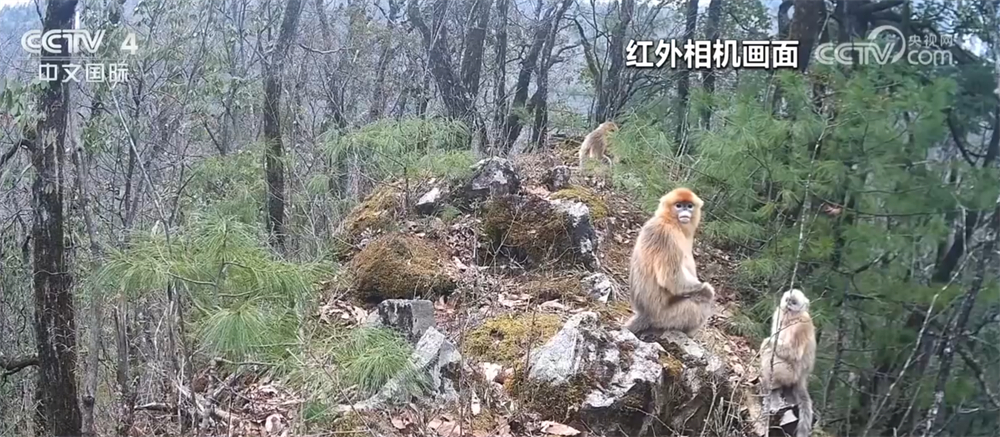 珍稀野生动物频频“亮相” 各地保护区生态向好、生物多样性保护成效显著 - 图1