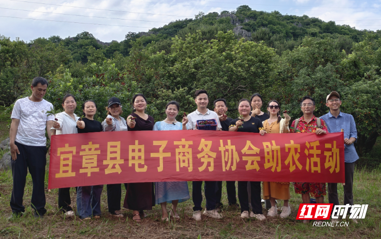 宜章县：电商赋能杨梅热销 激活乡村振兴新活力 - 图2
