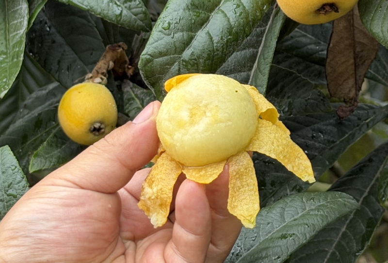 吃今年白玉枇杷的，要趁雨来之前——这大概是一年最甜的几天了 - 图5