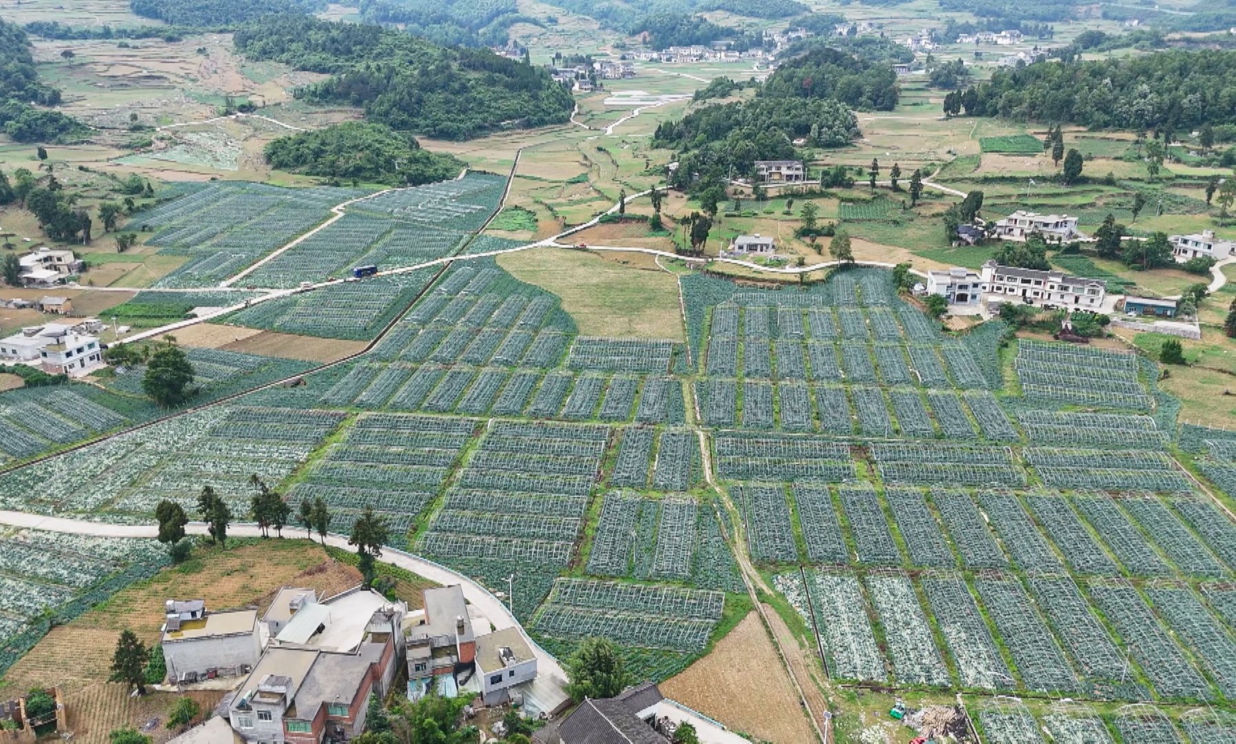 贵州黔西：日销300吨 莲花白种出好日子 - 图1