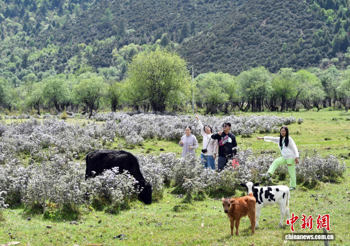 香格里拉山花烂漫游人如织 - 图1