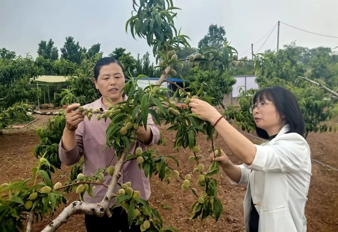 荒山结出“黄金果” 一颗蜜桃富乡里——潍坊安丘石埠子镇大桃产业从“论斤卖”到“论个卖”的蝶变密码 - 图1