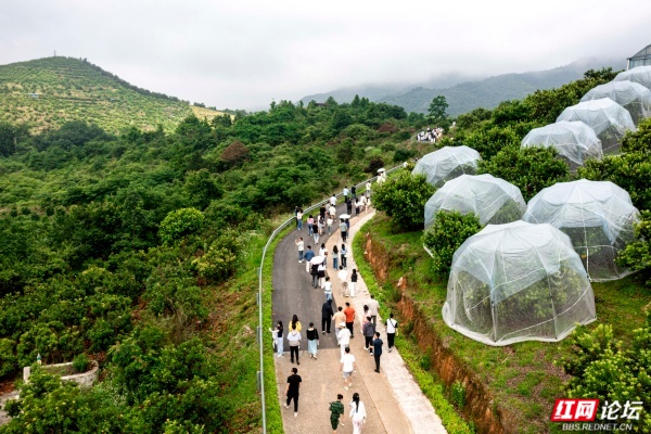 梅好时节遇心动！这群青年在靖州赴一场浪漫之约 - 图1