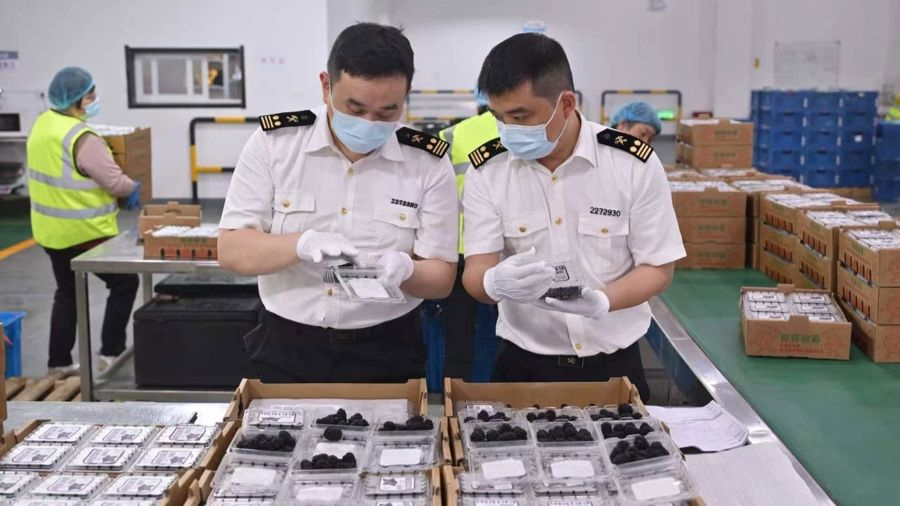 120箱浦东黑莓首次“出海”！海关绿色通道锁住枝头鲜 - 图1