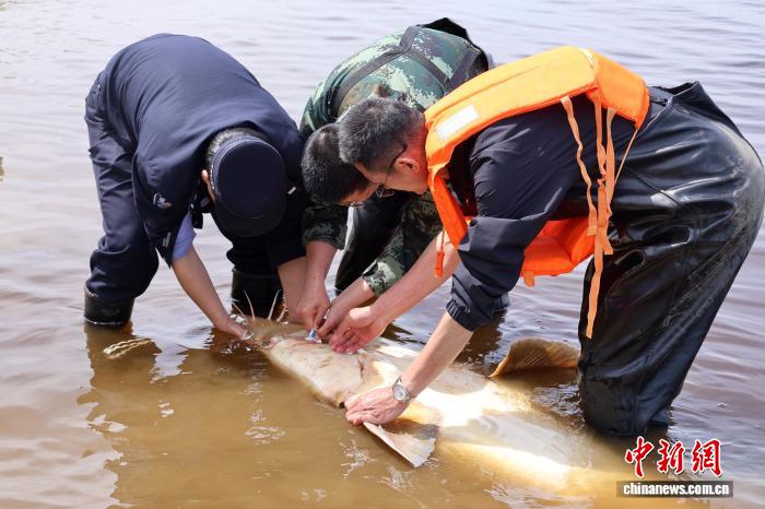 黑龙江逊克：渔民误捕“水中活化石” 警民联手救助 - 图1