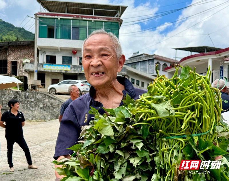十万株优质红薯苗免费发放——桂阳县莲塘镇宜福村以实干助农 - 图2