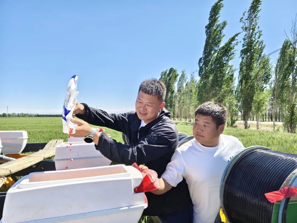 一四四团：“麦玉套种”巧打时间差 盘活土地促“双收” - 图2