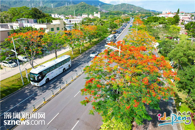 图集｜鹏城河畔，凤凰花开 - 图4