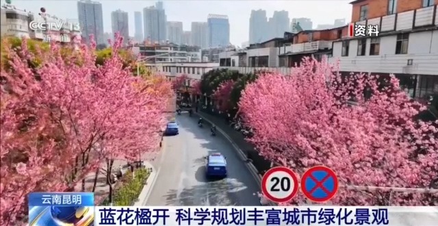 蓝花楹开、行道树挂果、推窗见绿 云南城市绿化氛围感拉满 - 图4