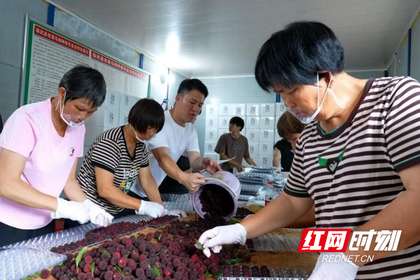临武县：乌梅丰收季 线上“引流”冷链“锁鲜” - 图1