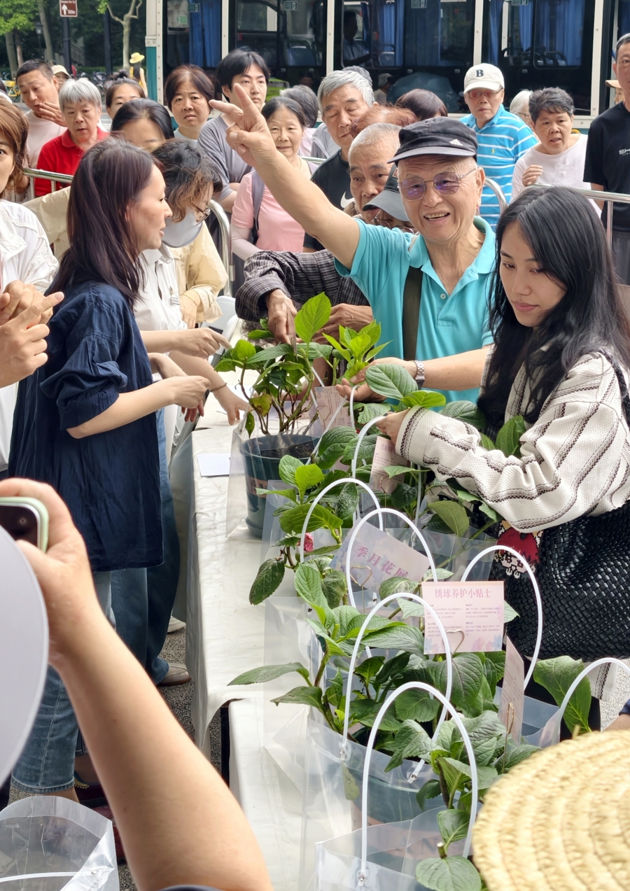 花卉节百盆绣球花免费领！就在中山公园，手慢无！ - 图2