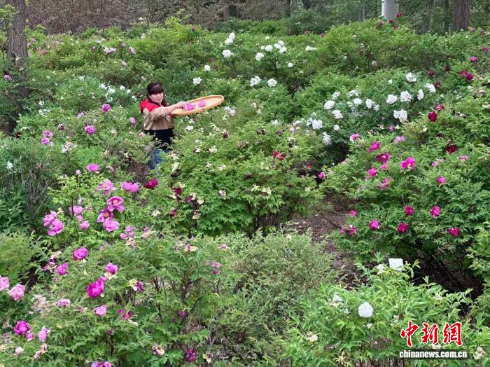 兰州新区：两千亩寒旱牡丹迎采摘 - 图1
