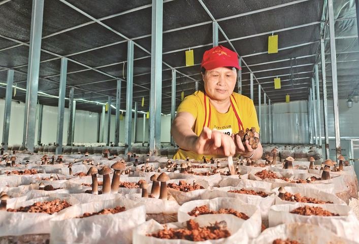 尤溪：工厂化栽培 鲜菇全年上市 - 图1