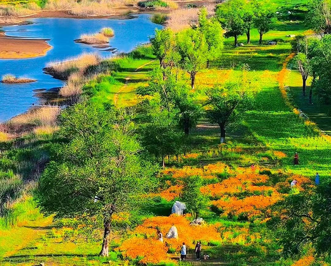 河风漫过辛安河，把一整片橘黄揉进初夏 - 图1