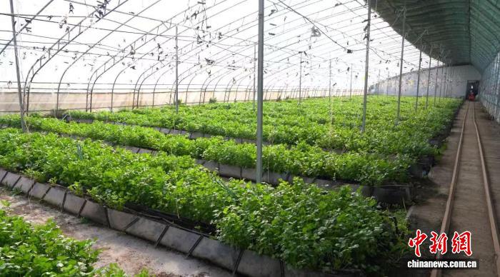 （乡村行·看振兴）山西和顺：科创赋能农业转型 多元化业态拓宽兴农路径 - 图1