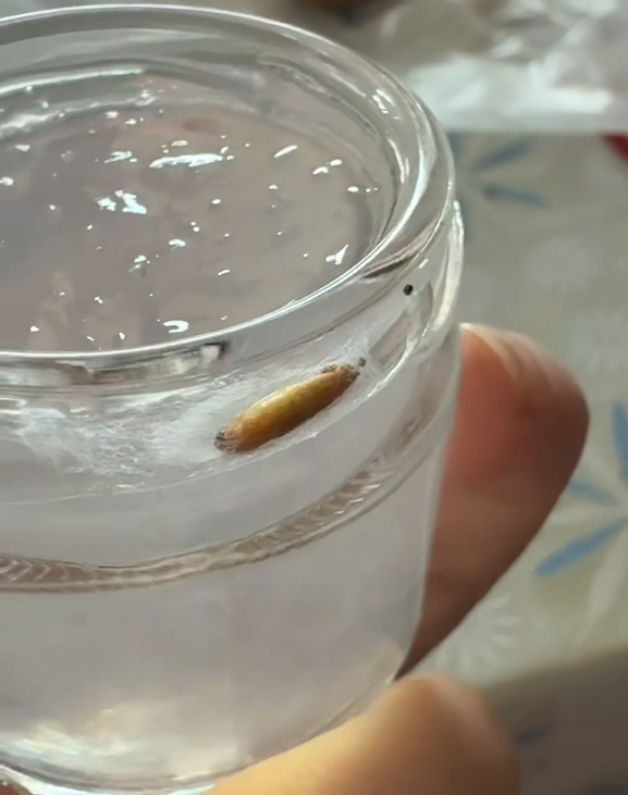 青岛一孕妈喝到第7瓶才发现：小仙炖燕窝瓶口有虫蛹！维权十多天没谈拢，商家：猜测与客户存放条件有关 - 图1