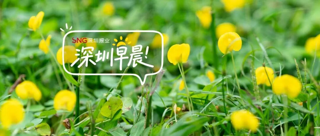 深圳早晨丨12级！“蔷薇”已达台风级，接下来还有新台风！深圳未来天气…… - 图1