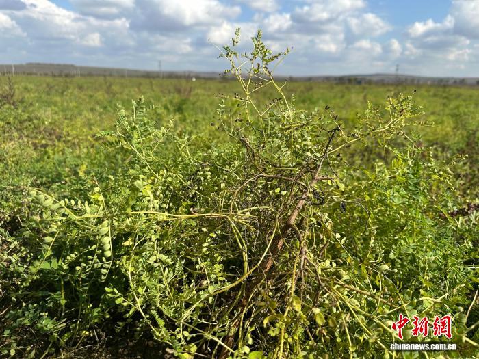（乡村行·看振兴）产业链贯通产销 山西五寨特色中药材产业助农增收 - 图1