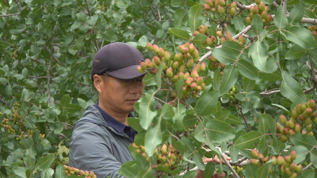 甘肃甘谷：精管细护提质增效 延链赋能特色产业 - 图1