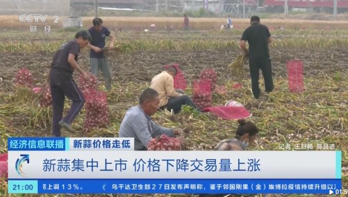 全国多地新季大蒜陆续上市价格下降交易量上涨 - 图1