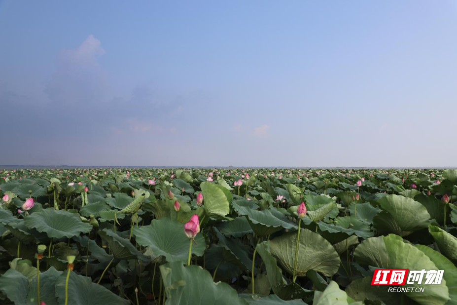 出发，湖南⑧｜行水乡环湖路，品洞庭湿地风光 - 图7