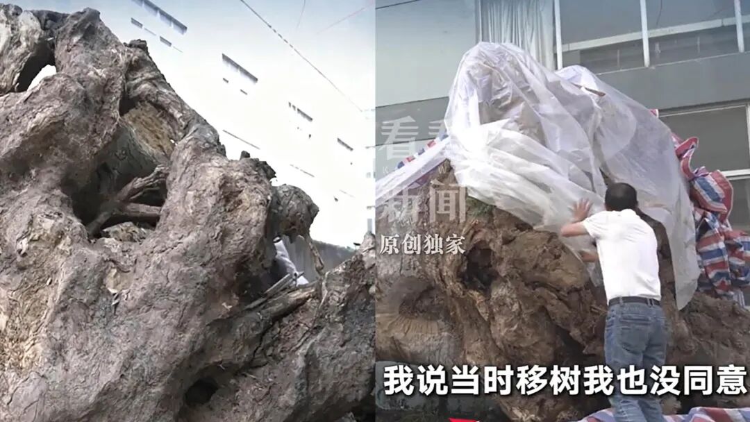 浙江600年古树为省重点工程让路后死亡，镇领导被曝用“60万补偿”诱导村干部签字谎称“冻死”：地方发展的代价，不该让古树用生命来承担 - 图3