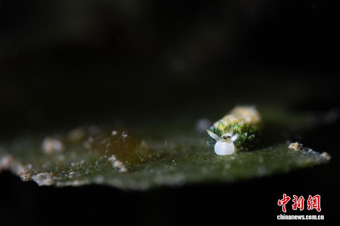 三亚蜈支洲岛海域发现罕见叶羊海蛞蝓 - 图3
