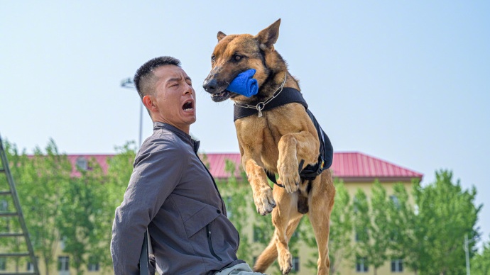 威猛帅气！武警天津总队机动支队开展军犬强化训练 - 图5