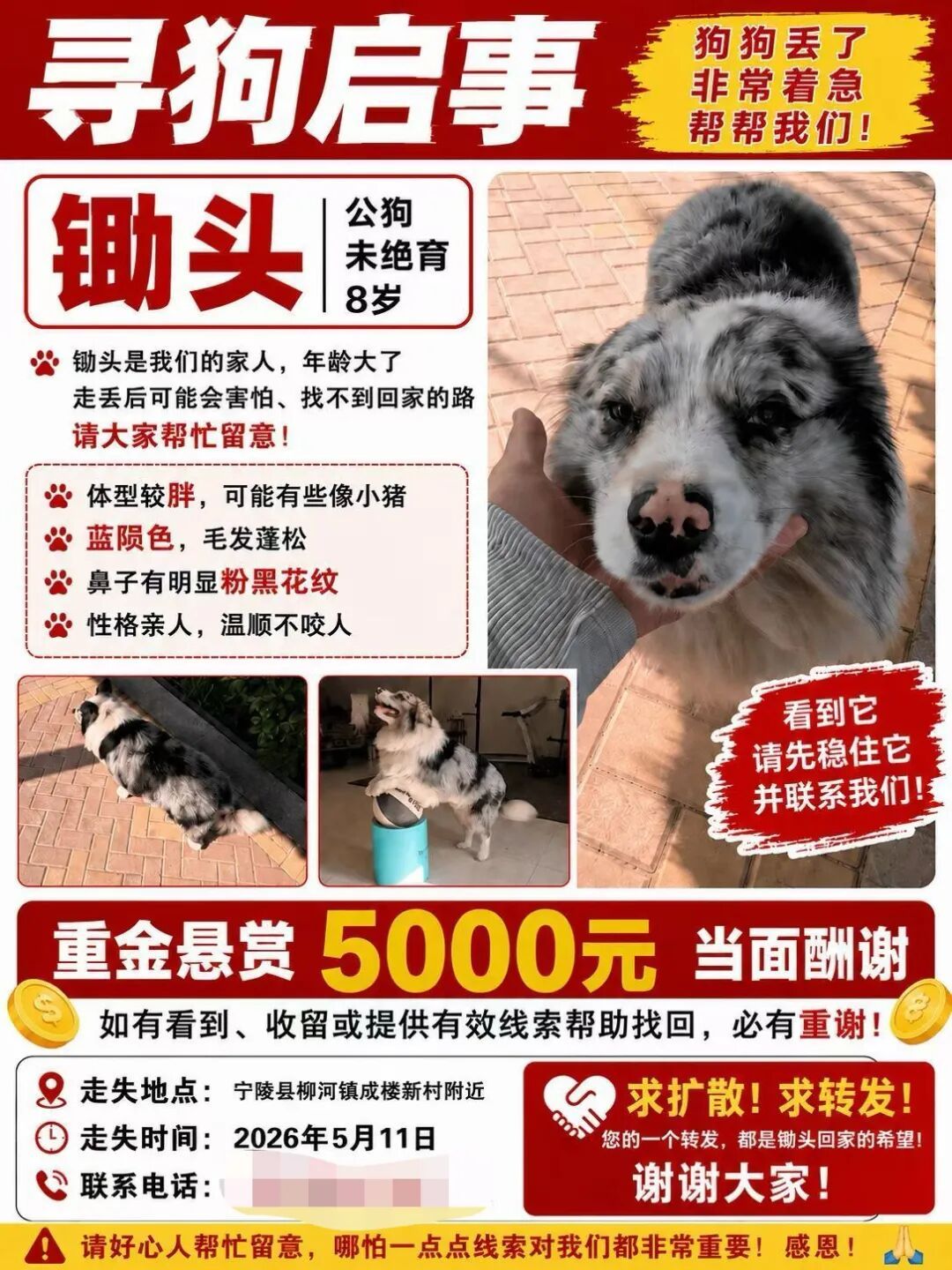 百万粉丝网红边牧被人顺走并以180元转卖遭宰杀，主人悬赏5000元寻找，警方已行政立案 - 图2