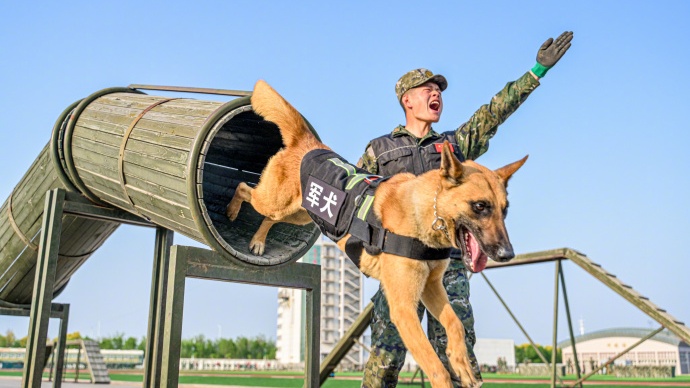 威猛帅气！武警天津总队机动支队开展军犬强化训练 - 图8