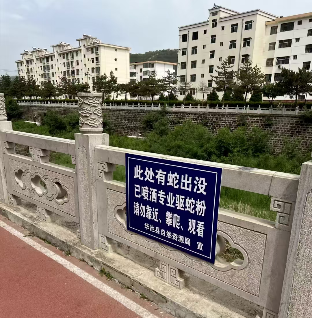 甘肃华池县一河道大量蛇出没 相关部门已喷驱蛇粉，暂无人员咬伤报告 - 图2