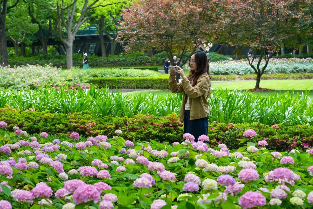 八仙花迎来最佳观赏期！徐汇粉色花海点亮初夏街头 - 图4