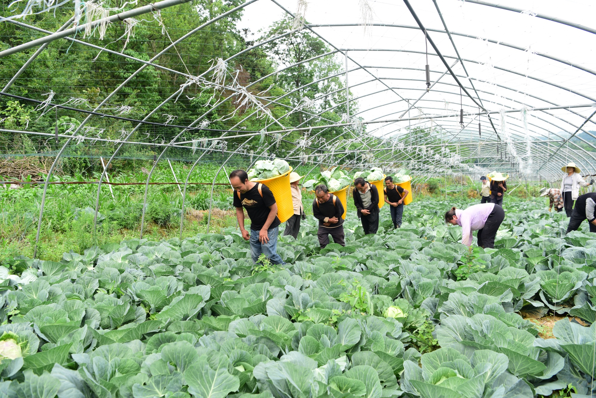 贵州黔西：日销300吨 莲花白种出好日子 - 图2