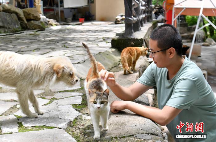 （走进中国乡村）猫咪“村民”唤醒河北空心村 - 图3