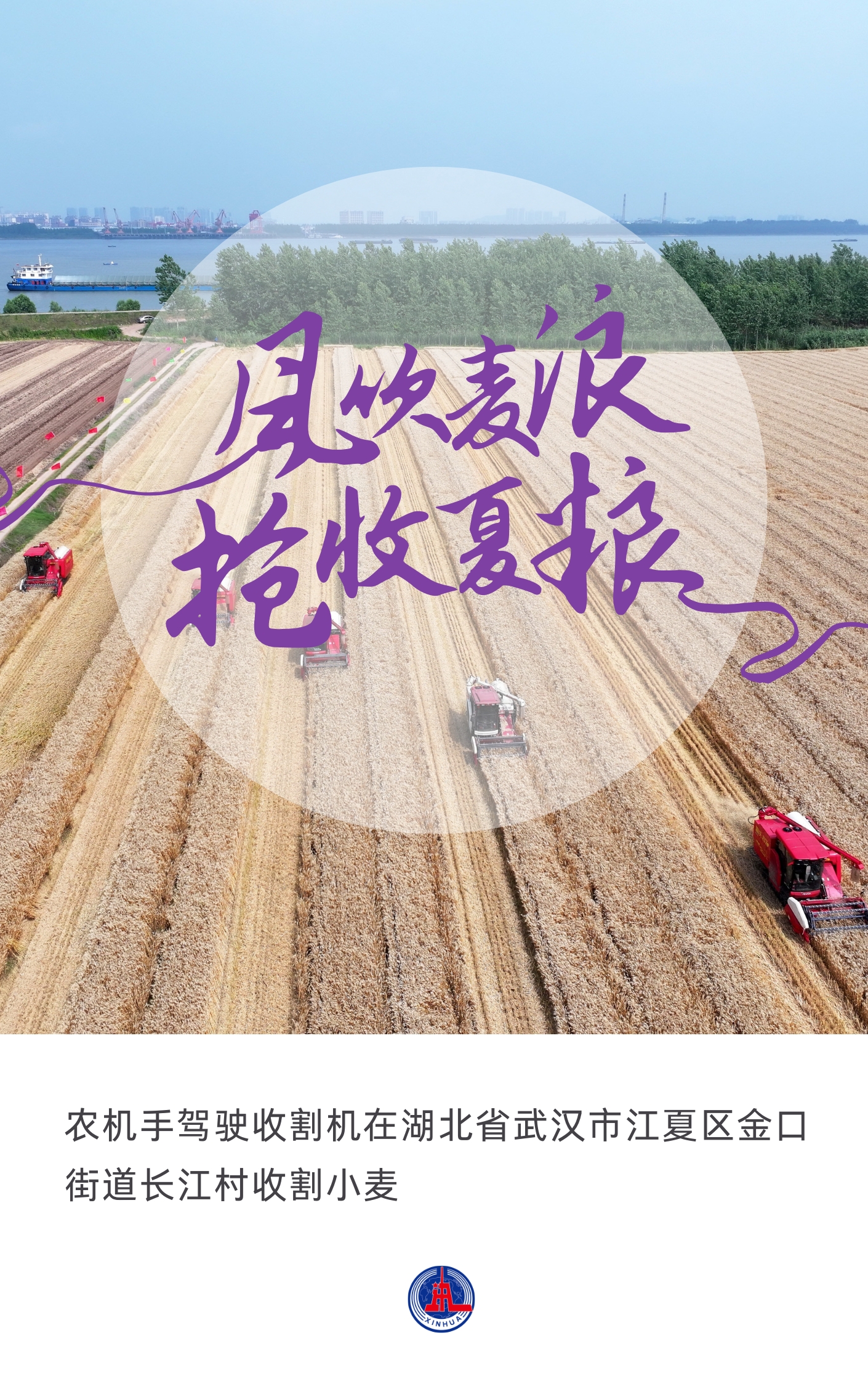 （图表·海报）风吹麦浪 抢收夏粮（3） - 图1