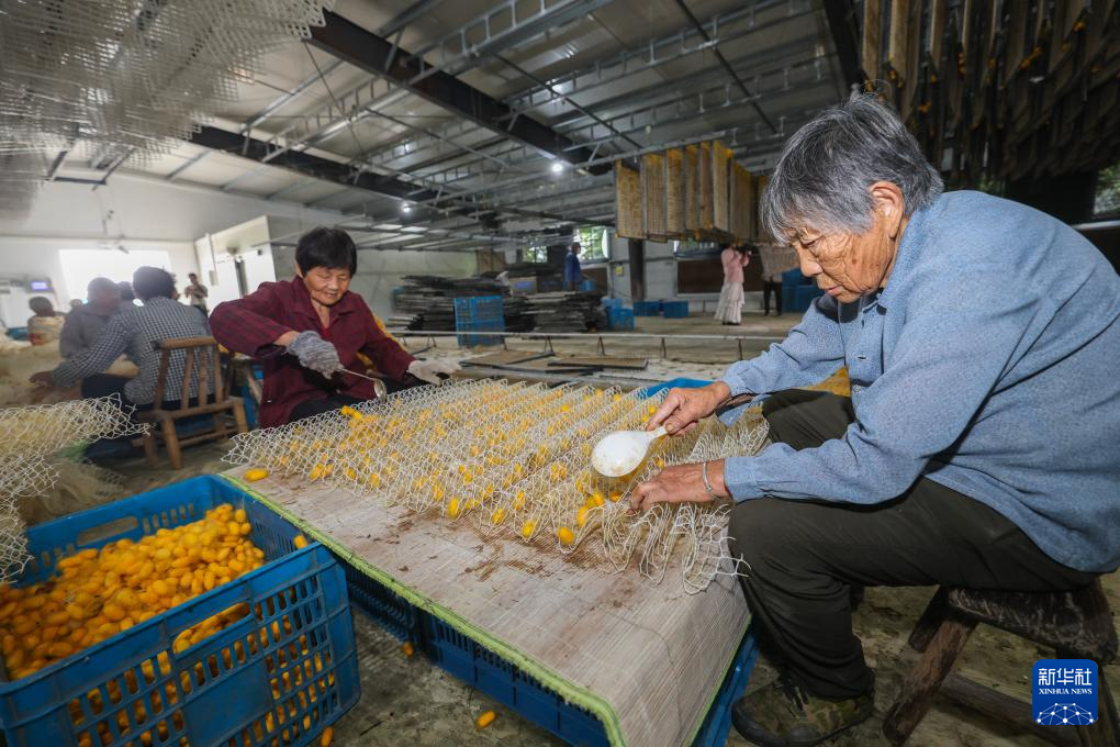蚕桑之乡迎来黄金茧丰收季 - 图6