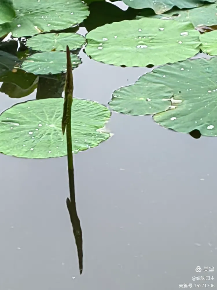 王济生诗歌 济南的六月 - 图10