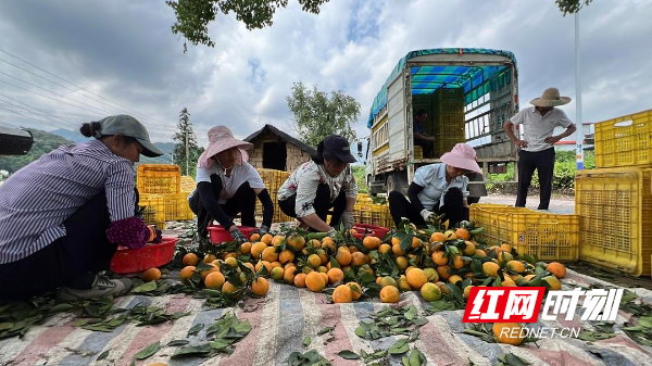 江永：千里情缘一线牵 3万斤夏橙直售南通 - 图6