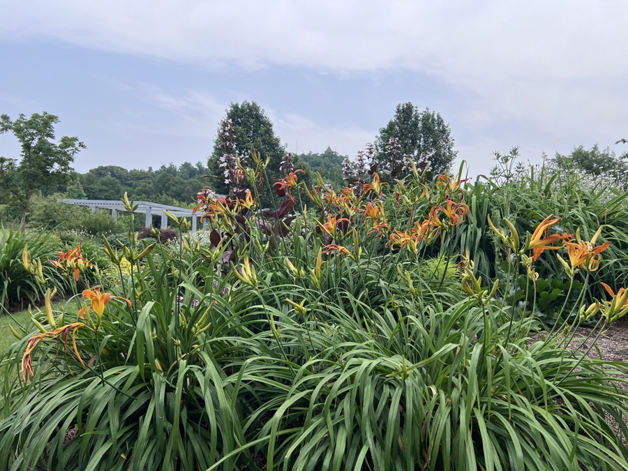 辰山植物园仲夏花展开幕，萱草鸢尾绣球共谱“三花倾城” - 图2